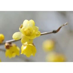 AQ MELIORITY RADIANCE REPAIR FOAMING FACE WASH 200 ML