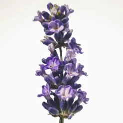 Burberry Goddess Eau de Parfum Intense pour Femme