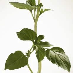 Burberry Goddess Eau de Parfum Intense pour Femme