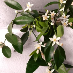 Coffret Devotion Eau de Parfum Intense y Format Voyage