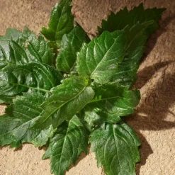 Coffret Devotion Male Eau de Parfum