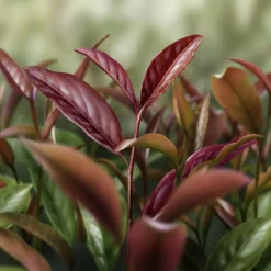 DECORTE AQ MELIORITY INTENSIVE REGENERATING DAY CREAM