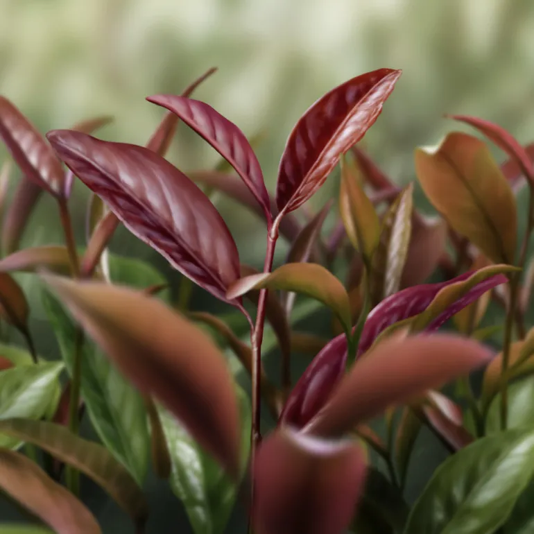 DECORTE AQ MELIORITY INTENSIVE REGENERATING DAY CREAM