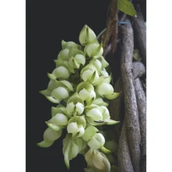 DECORTE AQ MELIORITY INTENSIVE REGENERATING DAY CREAM