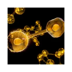 Esthederm Aceite Excellage