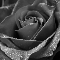 IN BLOOM EDP VAPOURISATEUR