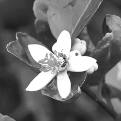 IN ESSENCE EDP VAPOURISATEUR