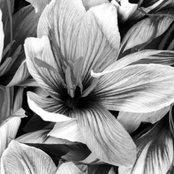 IN MOTION EDP VAPOURISATEUR