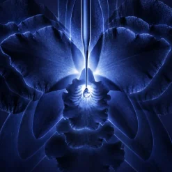 LA CRÈME RICHE ORCHIDÉE IMPÉRIALE