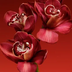 MY EUPHORIA  EAU DE PARFUM