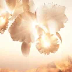 ORCHIDÉE IMPÉRIALE GOLD NOBILE LA CREAM