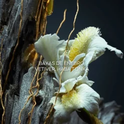 Vetiver Le Parfum Eau De Parfum Vapourisateur