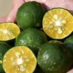 WASO SHIKULIME  OIL-FREE MOIST 50